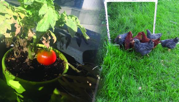 Science on Tap: Urban backyard farming