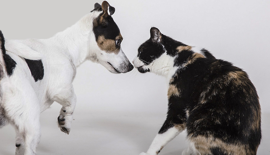 cat and dog smelling each other