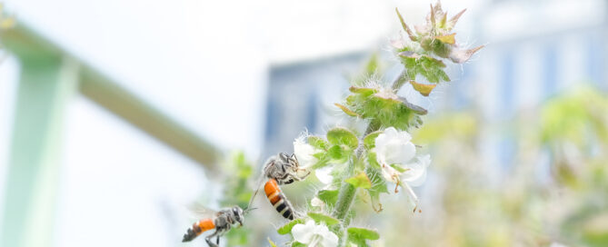 Photo of two bees visiting flowers with a large image and fence in the background