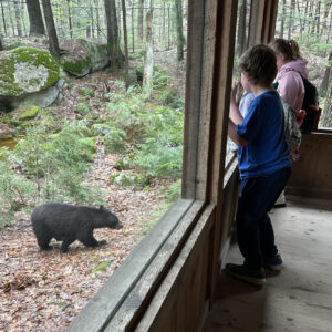 Children looking at Bear at Squam Lakes Natural Science Center